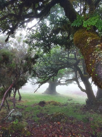 Levada dos Cedros-莫尼什港必去景点
