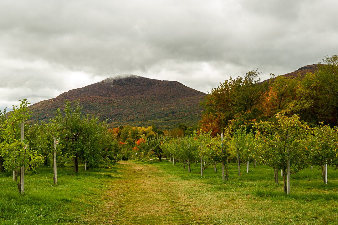 Mad Tom Orchard-East Dorset必去景点