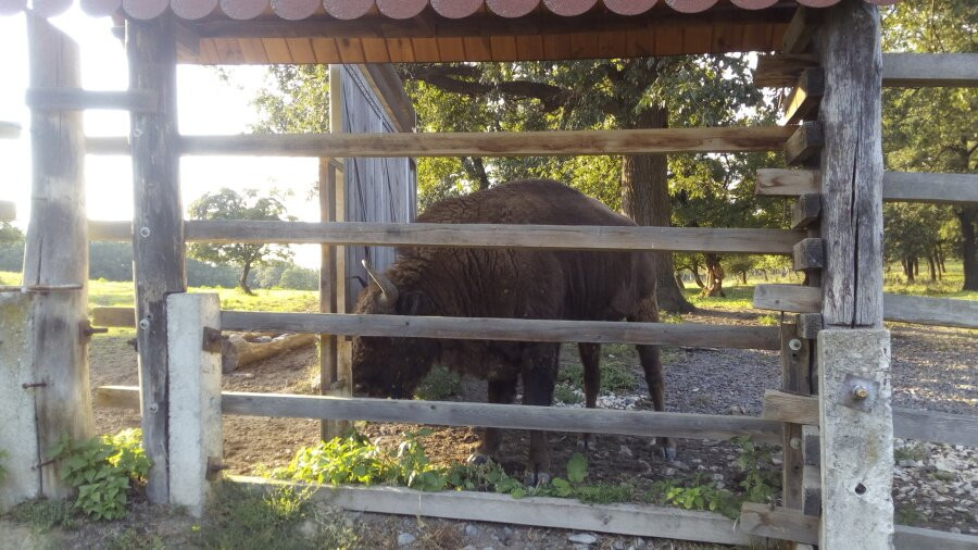 Topolcianky Bison Park-Topolcianky必去景点