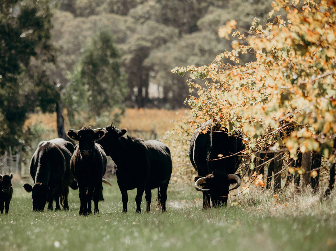 Marri Wood Park Biodynamic Vineyard & Cellar Door景点图片