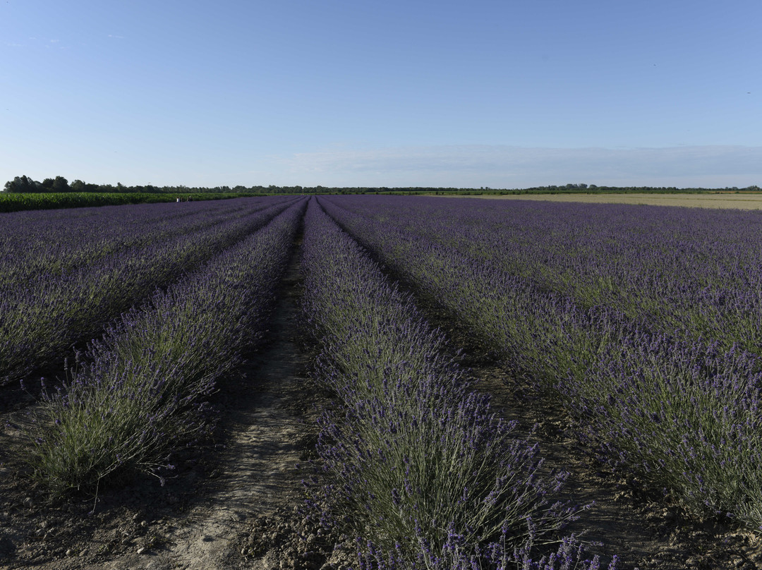 Lavanda Polesana-Porto Tolle必去景点