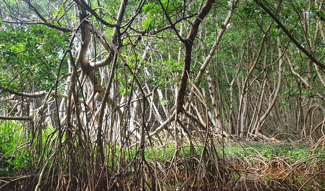 Campeche Tarpon景点图片