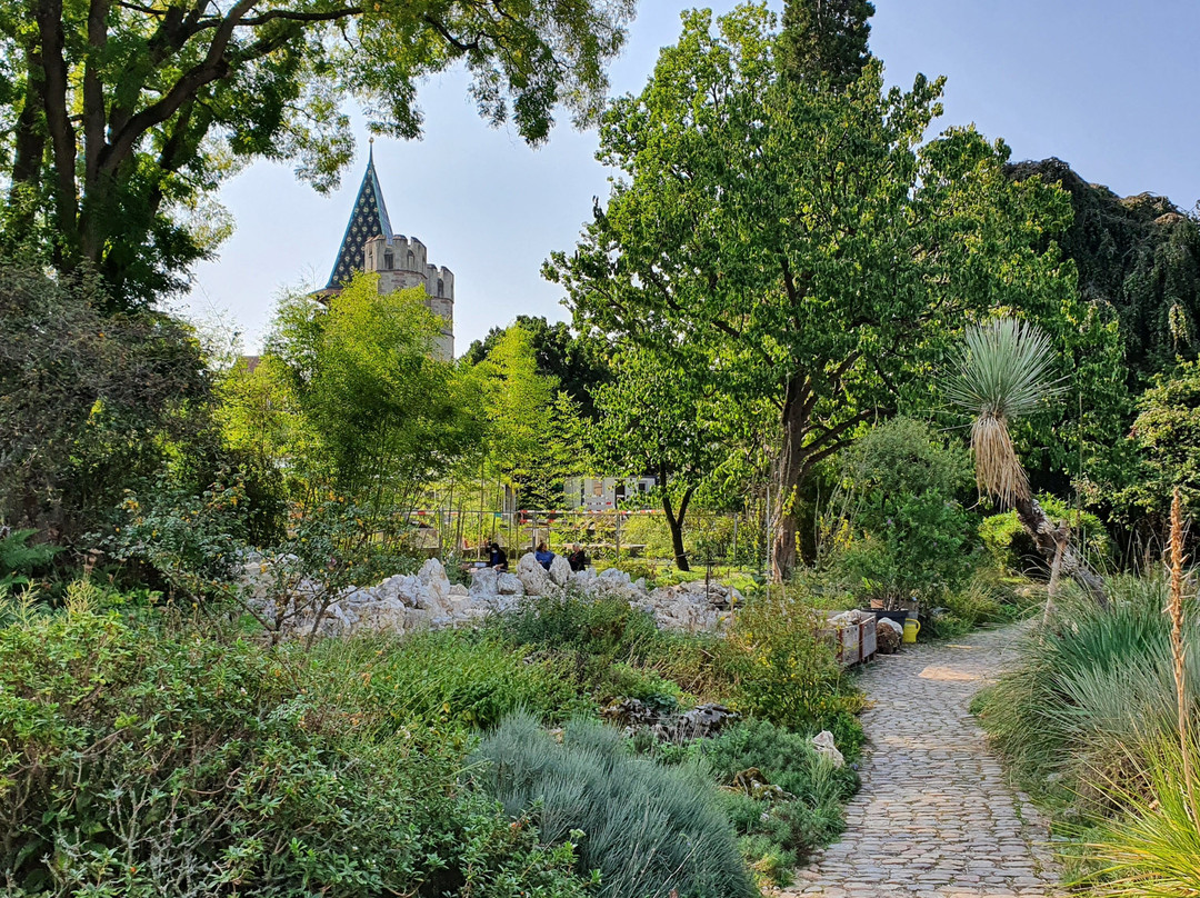 Botanischen Garten der Universität Basel景点图片