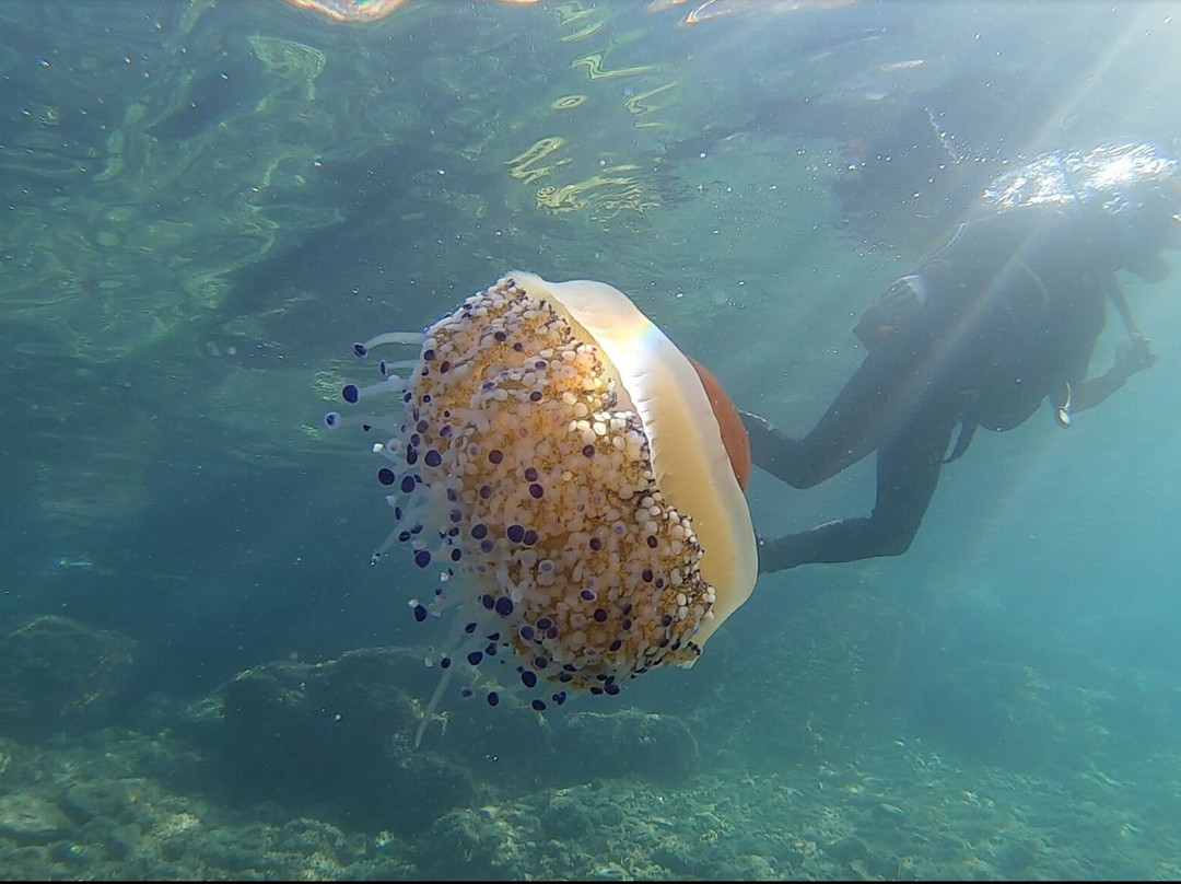 Diving Center Venus景点图片