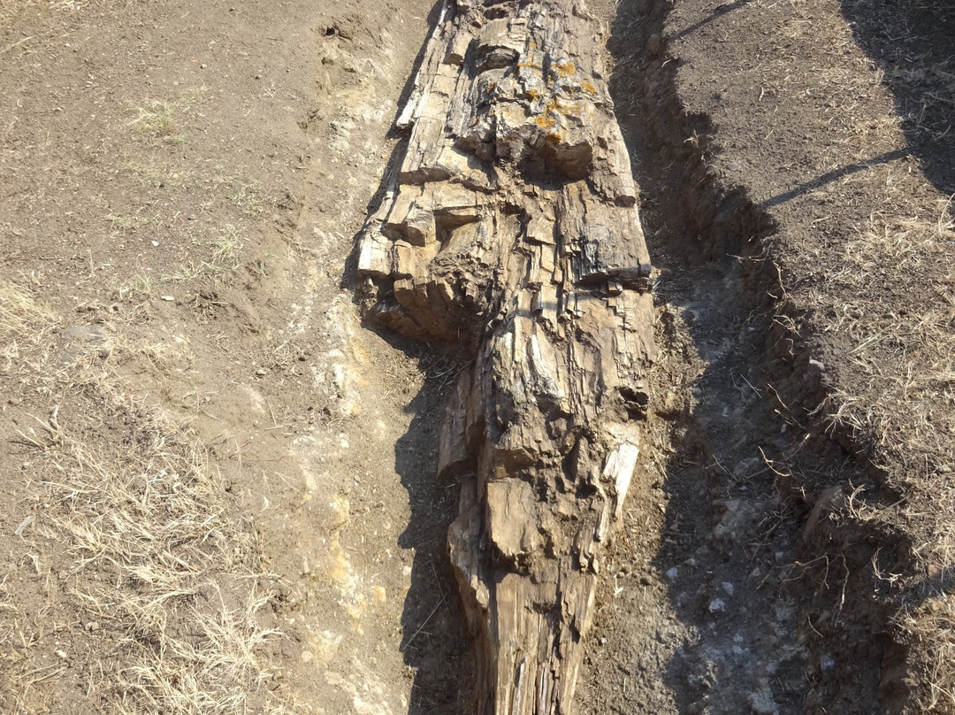 Trunk of fossilized tree景点图片
