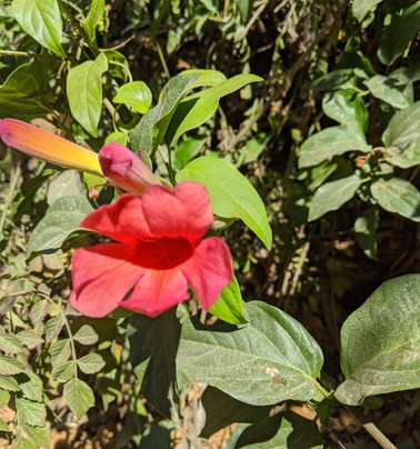 Goleta Butterfly Grove-戈利塔必去景点