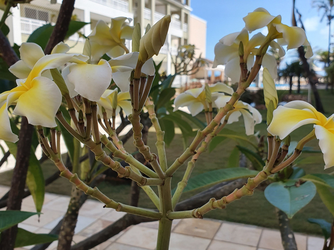 Atlantic Palace Apart Hotel主图