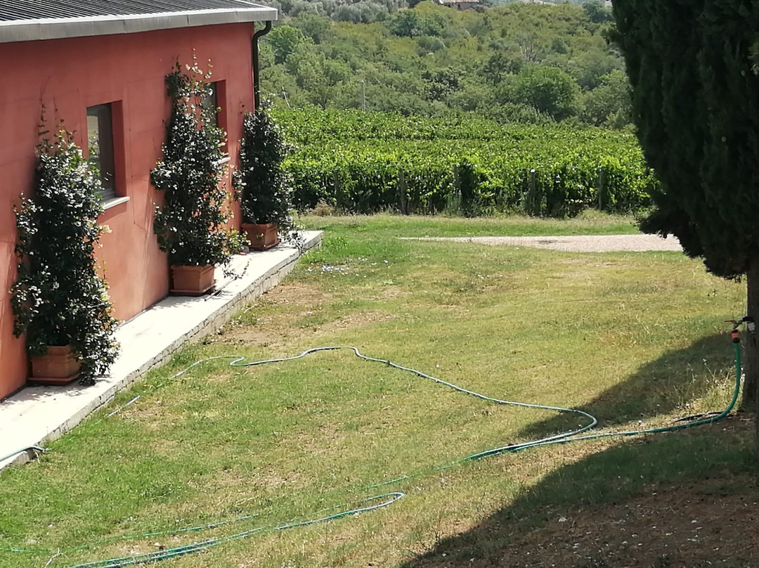 Capua Winery景点图片