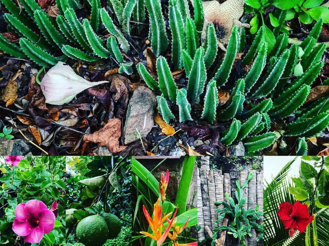 Coconuts by the Sea主图