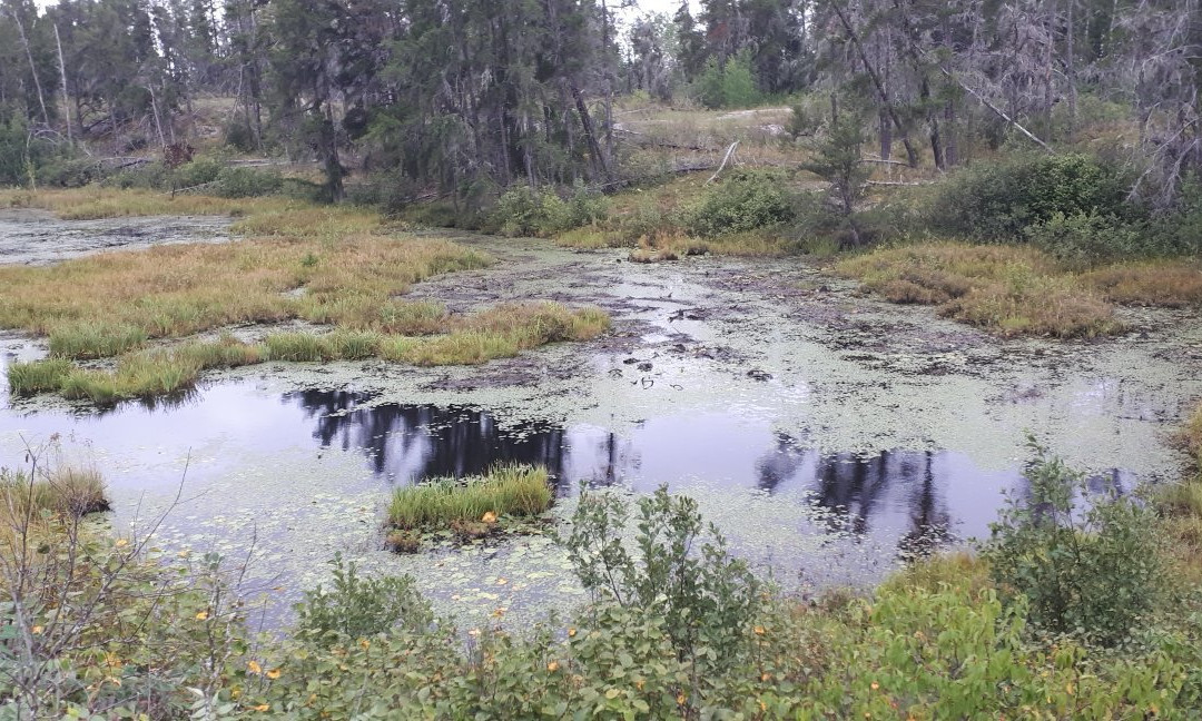 Alfred Hole Goose Sanctuary and Visitor Centre-Rennie必去景点