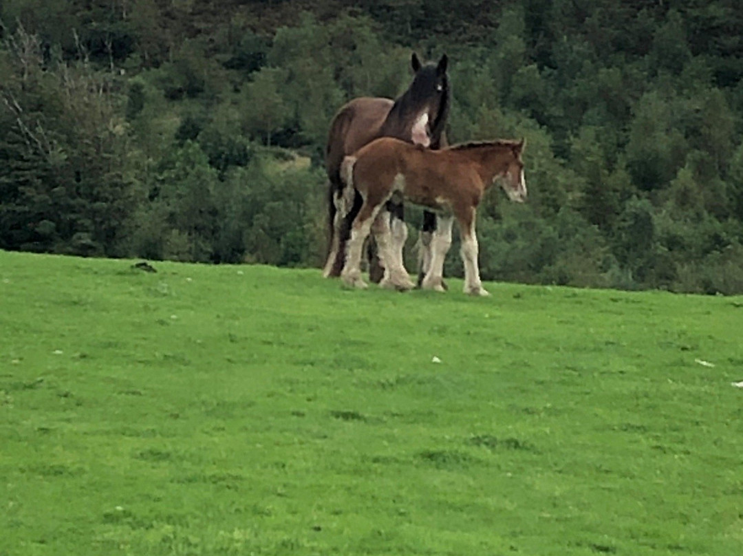 Cumbrian Heavy Horses景点图片