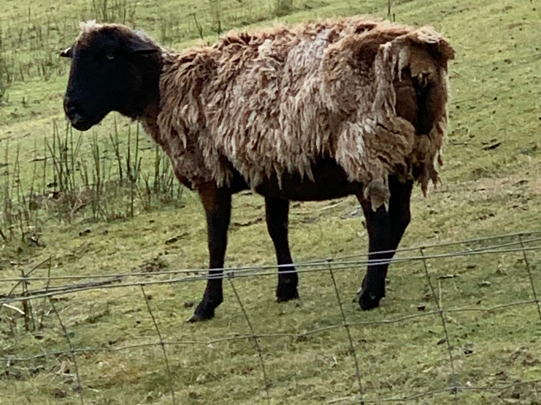 The Trig on Mt Arthur主图