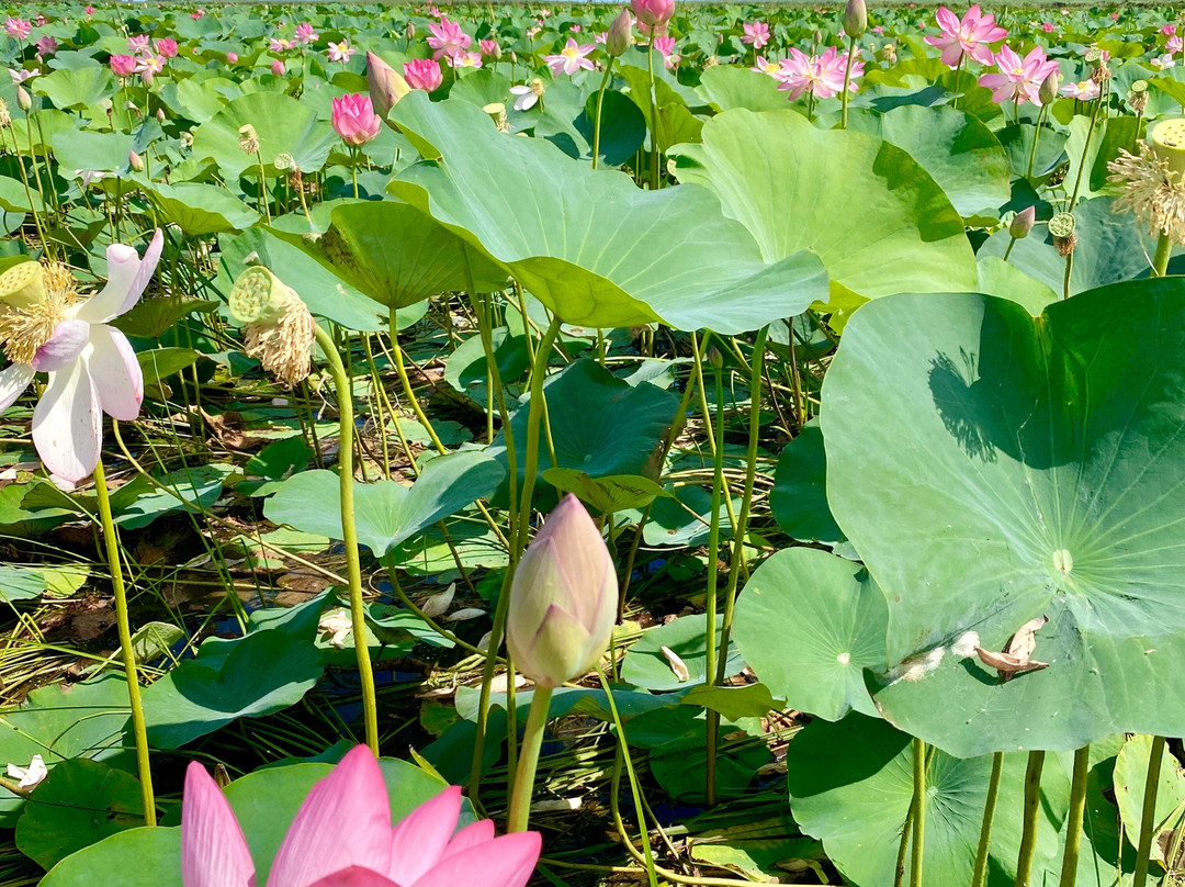 Astrakhan State Nature Reserve-阿斯特拉罕必去景点