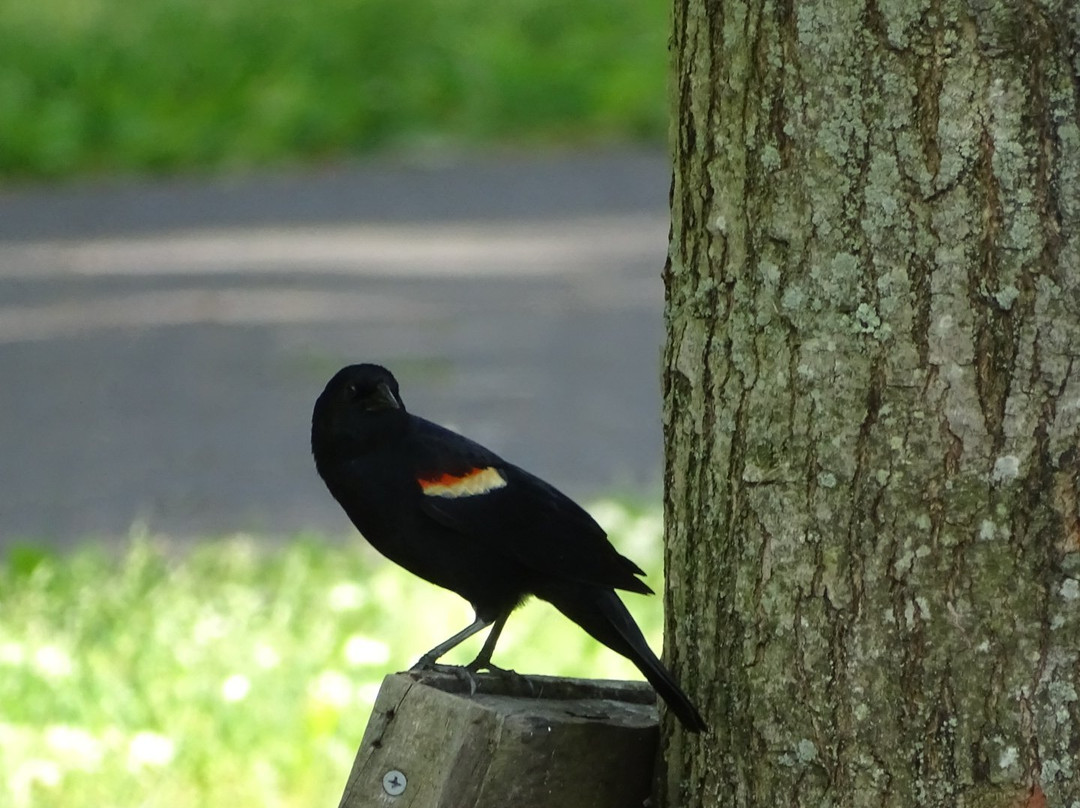 Laurel Acres Park景点图片