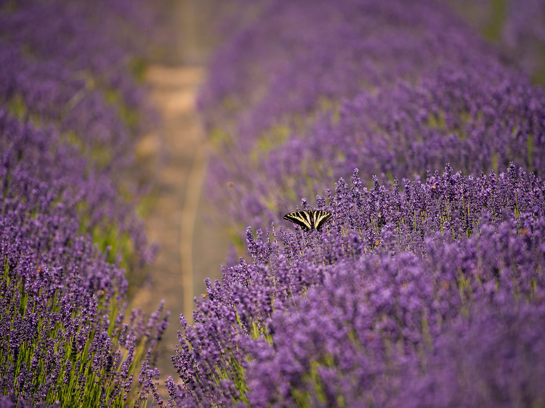 The English Lavender Farm景点图片