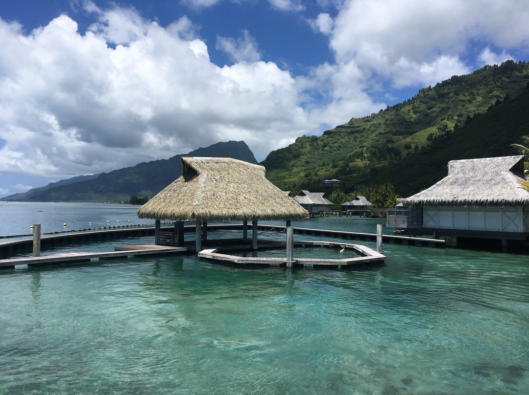 Moorea Dolphin Center-莫雷阿岛必去景点