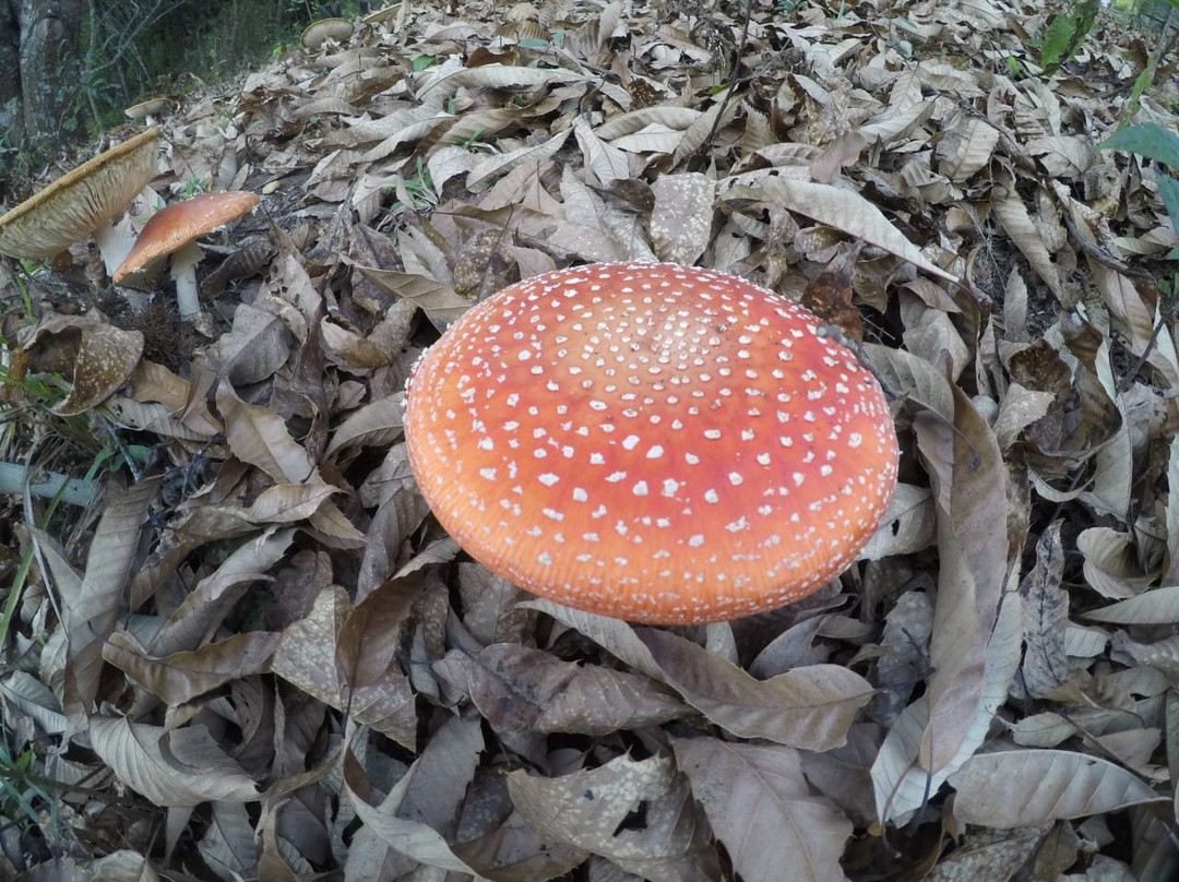 Sítio Mandaçaia主图