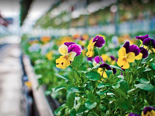 Floral Acres Greenhouse-萨斯卡通必去景点