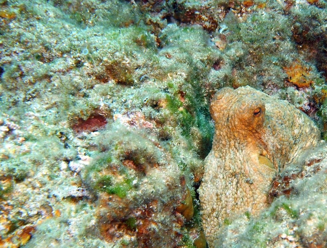 Fun Diving Krk景点图片