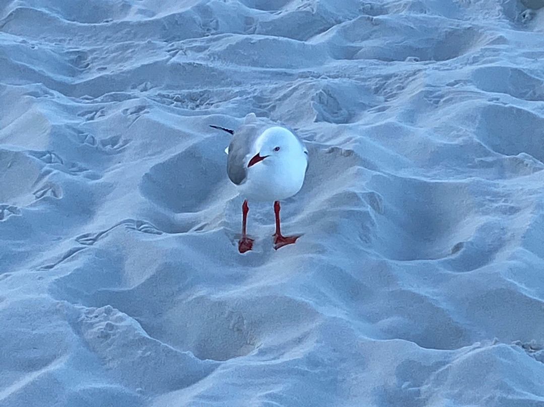 Hyams Beach Bed & Breakfast主图
