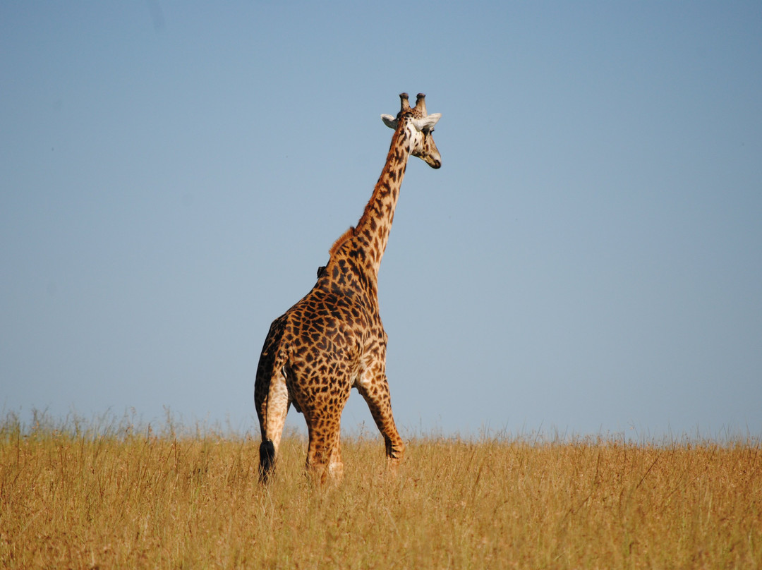 Jadi Africa Safaris-内罗毕必去景点