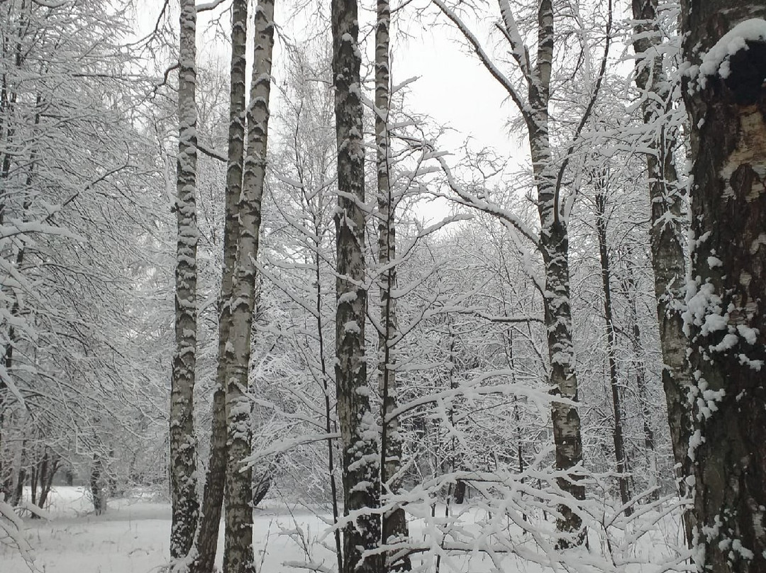 Troparevsky Forest Park景点图片
