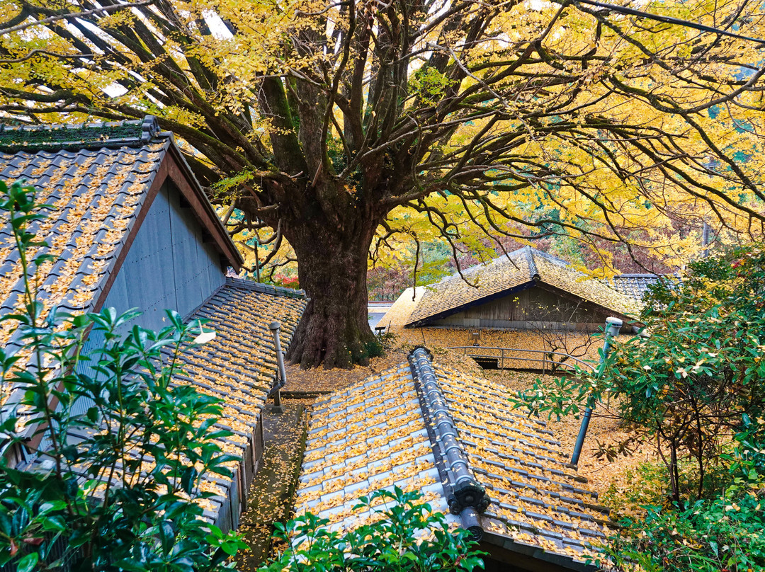 Fukusada no Oicho (Big Maidenhair Tree)景点图片