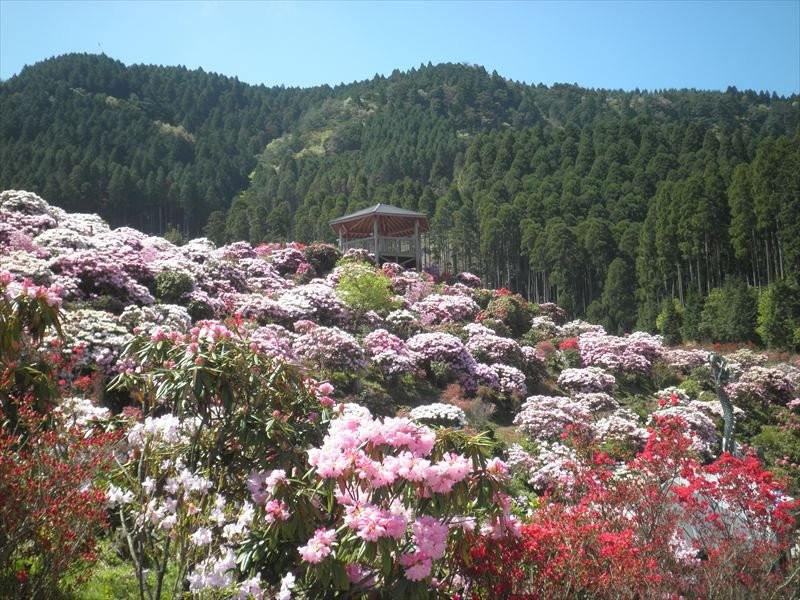 Hoshino Hana Park景点图片