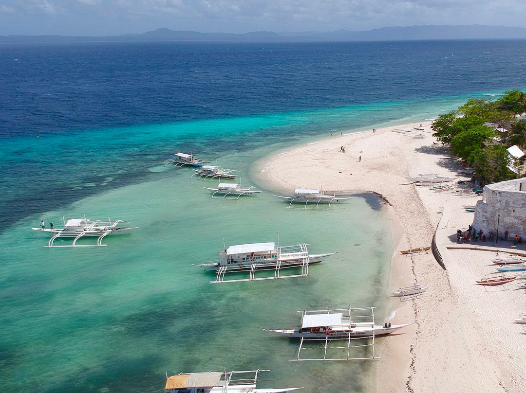 Pamilacan Island Dolphin and Whale Watching Tours景点图片
