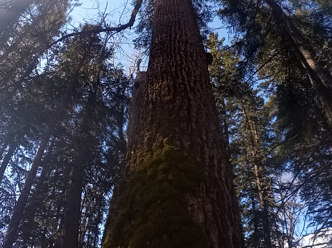 Ancient Cottonwood-弗尼必去景点