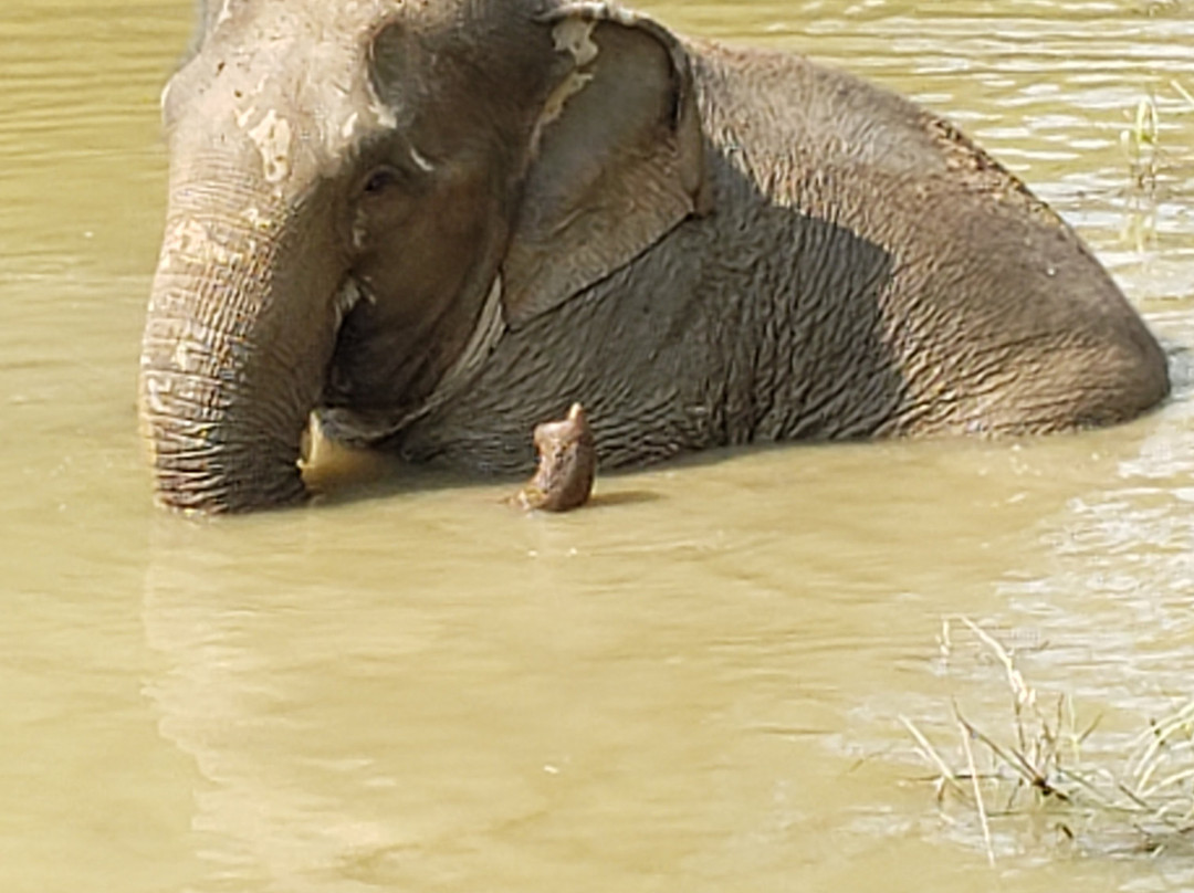 Boon Lott's Elephant Sanctuary景点图片