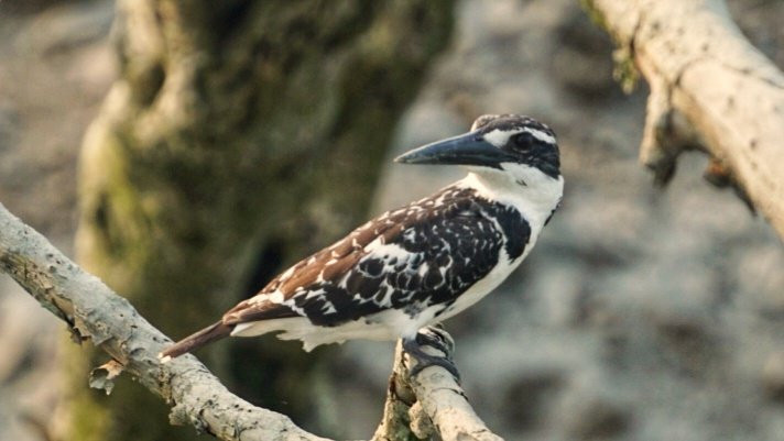 Sundarban Nature Club-Sundarban必去景点