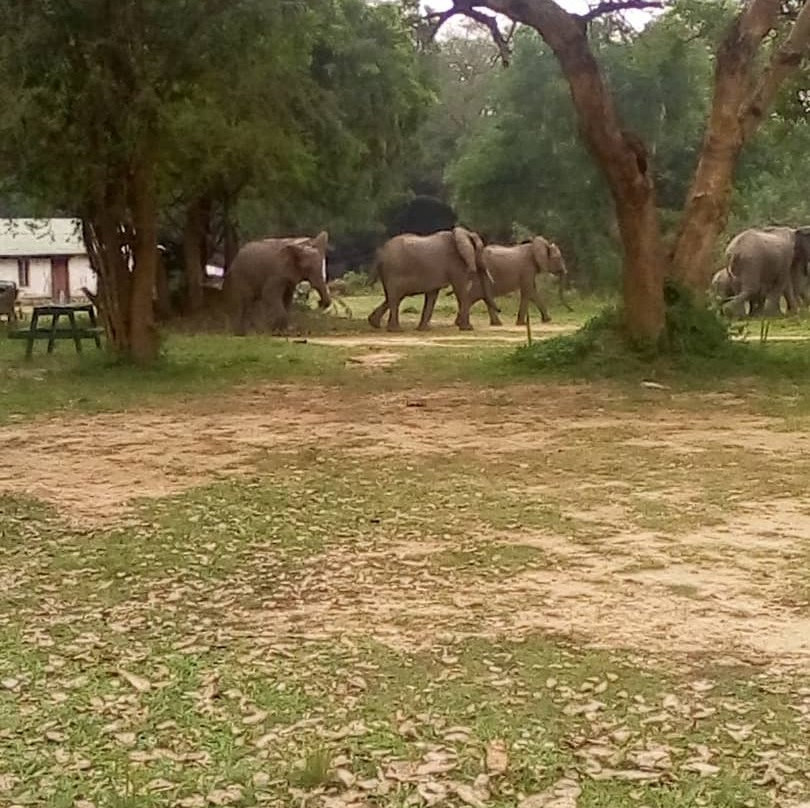 Murchison Falls National Park景点图片