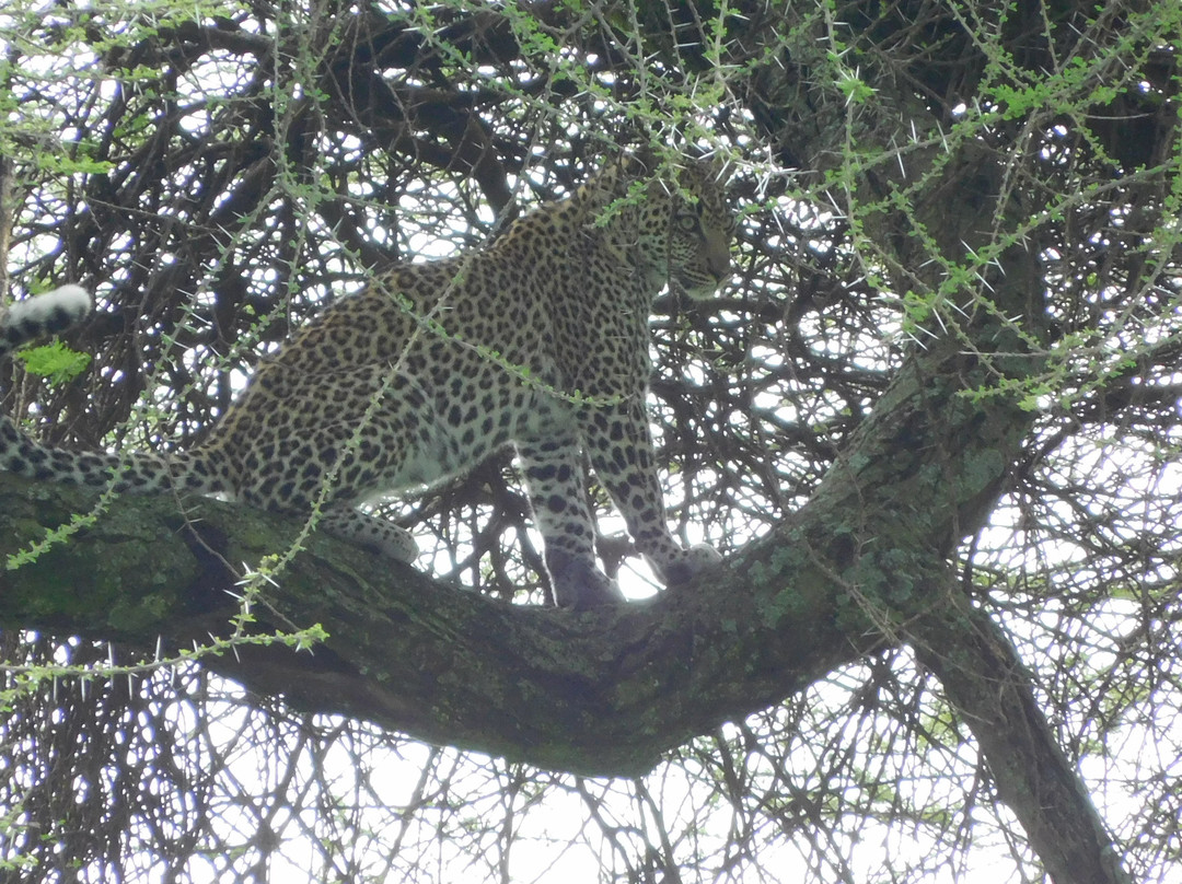 Serengeti Sons Safaris-阿鲁沙必去景点