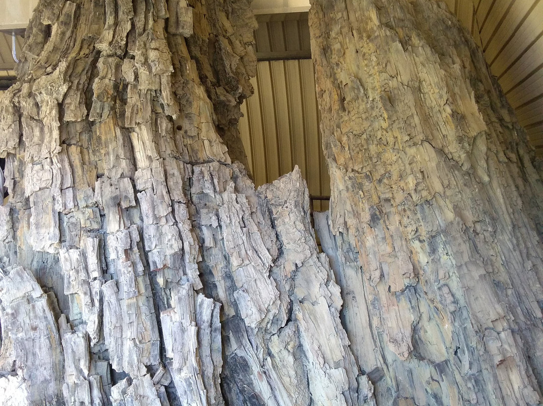 Foresta Fossile-Avigliano Umbro必去景点