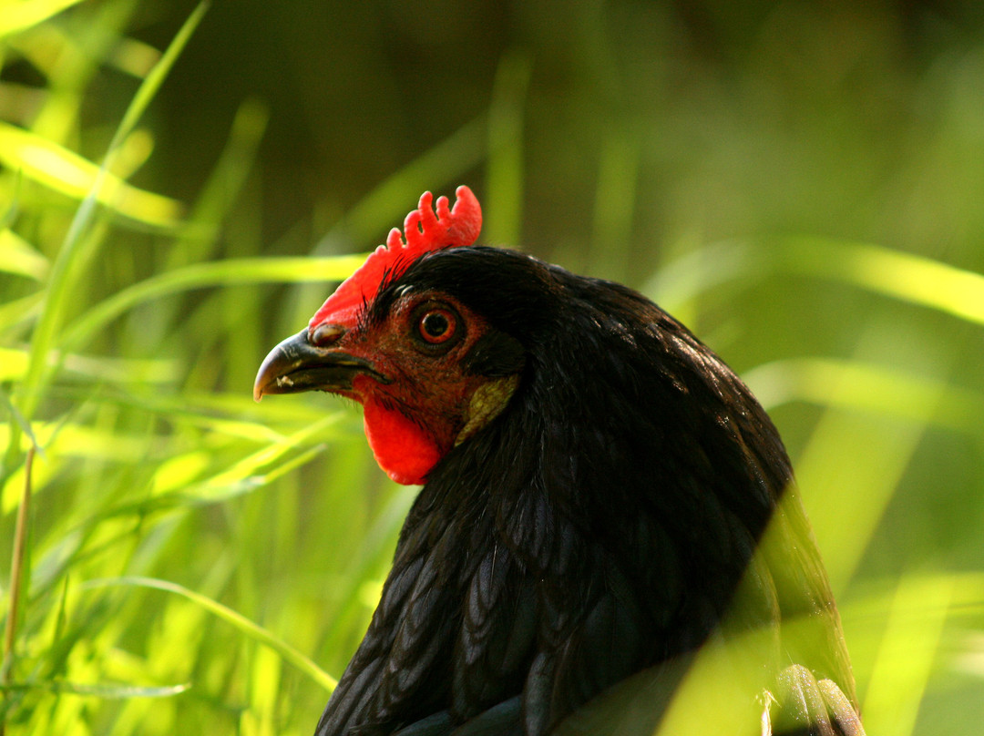 Kaiturin Tila-Masko必去景点