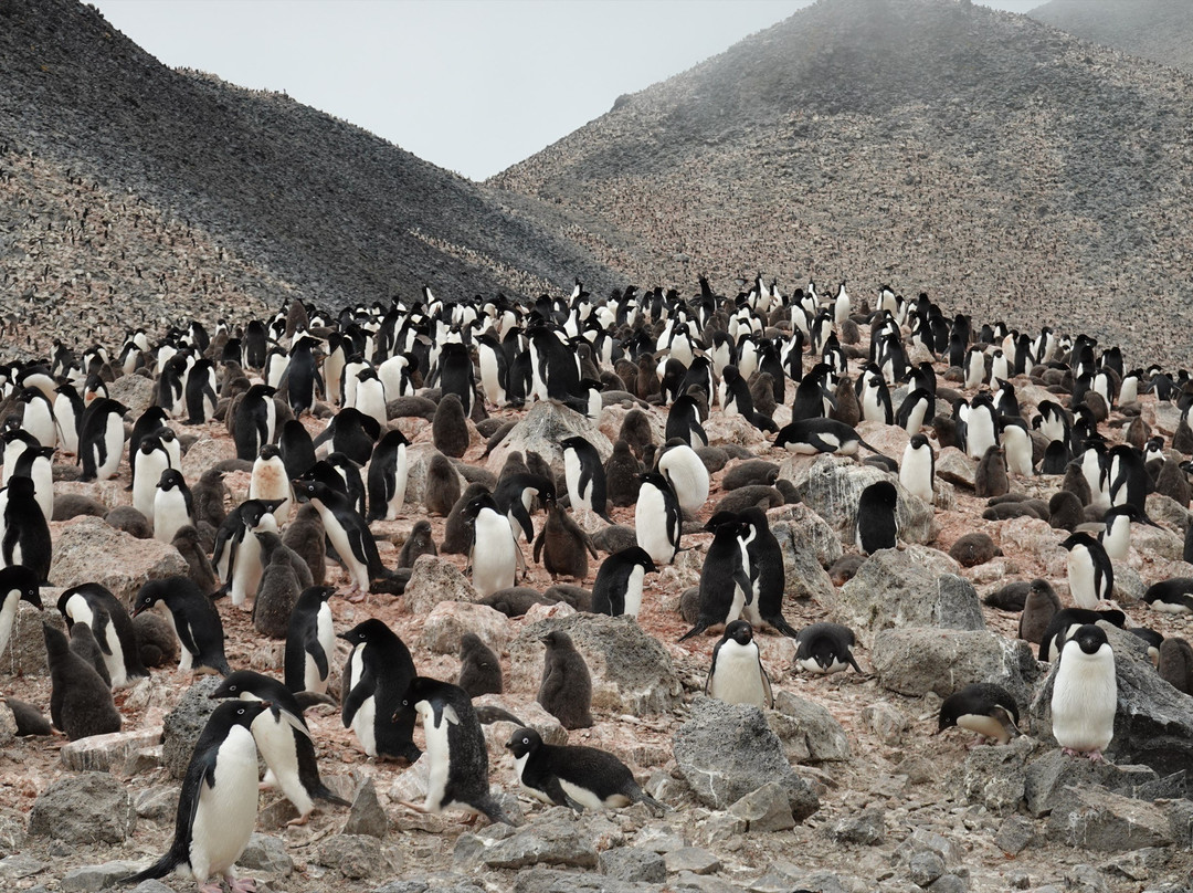Paulet Island-Antarctic Peninsula必去景点