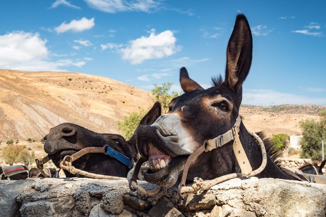 Argonaftis Tours - Kelokedara Donkey Farm景点图片