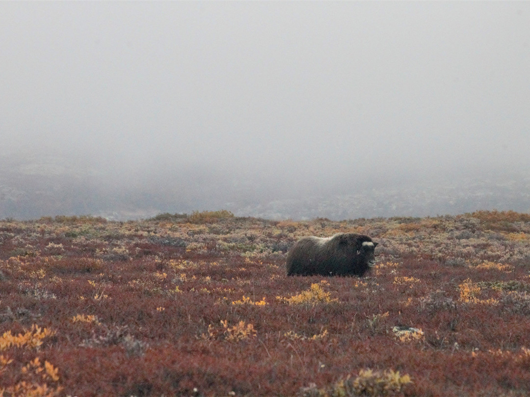Dovrefjell Adventures-Dombas必去景点
