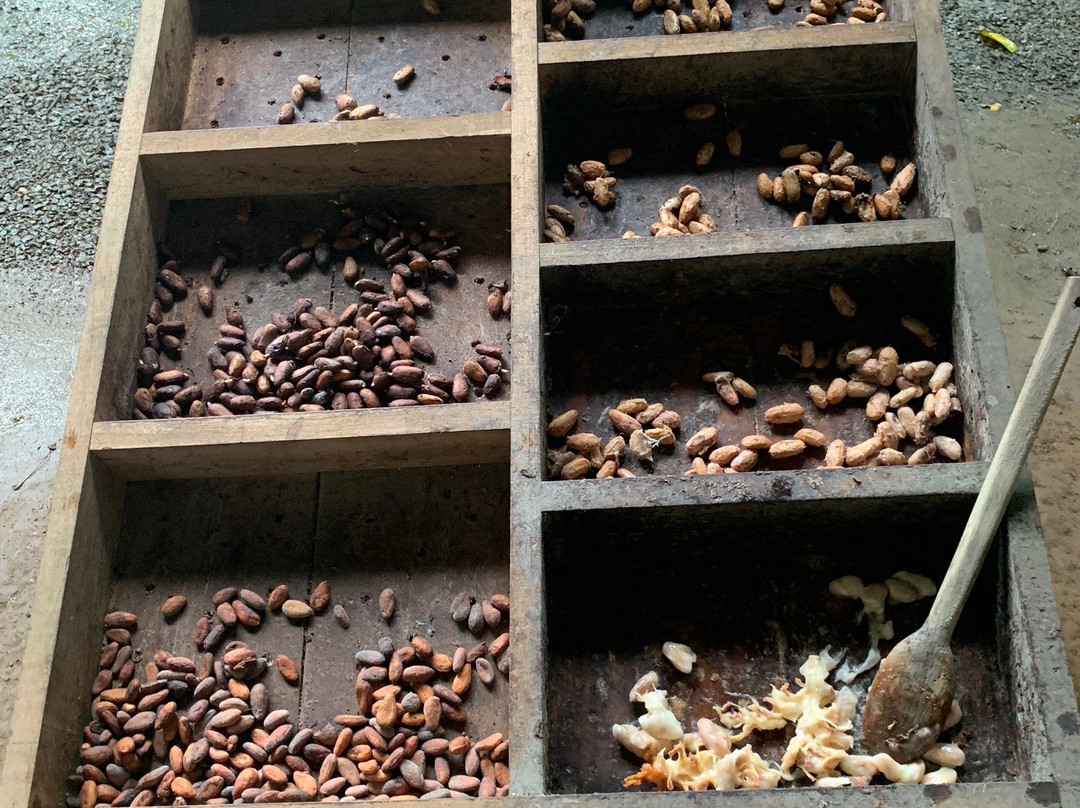 Choco Tour Costa Rica景点图片