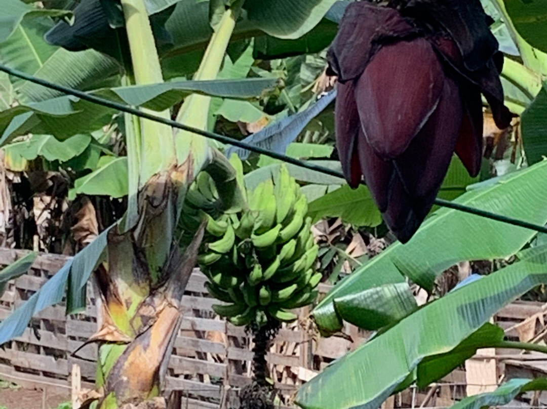 Maui Kosher Farm-怀露库必去景点