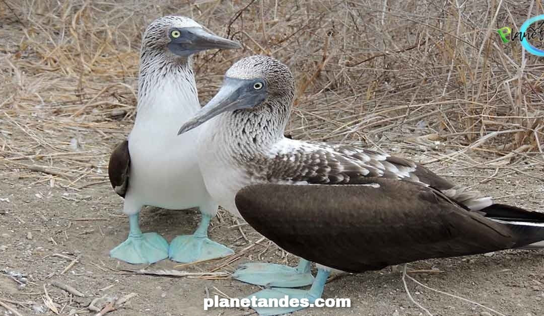 Isla de la Plata-Puerto Lopez必去景点