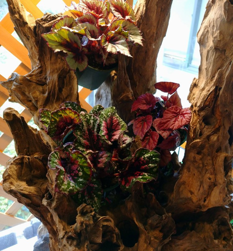 Begonia Garden-桑名市必去景点