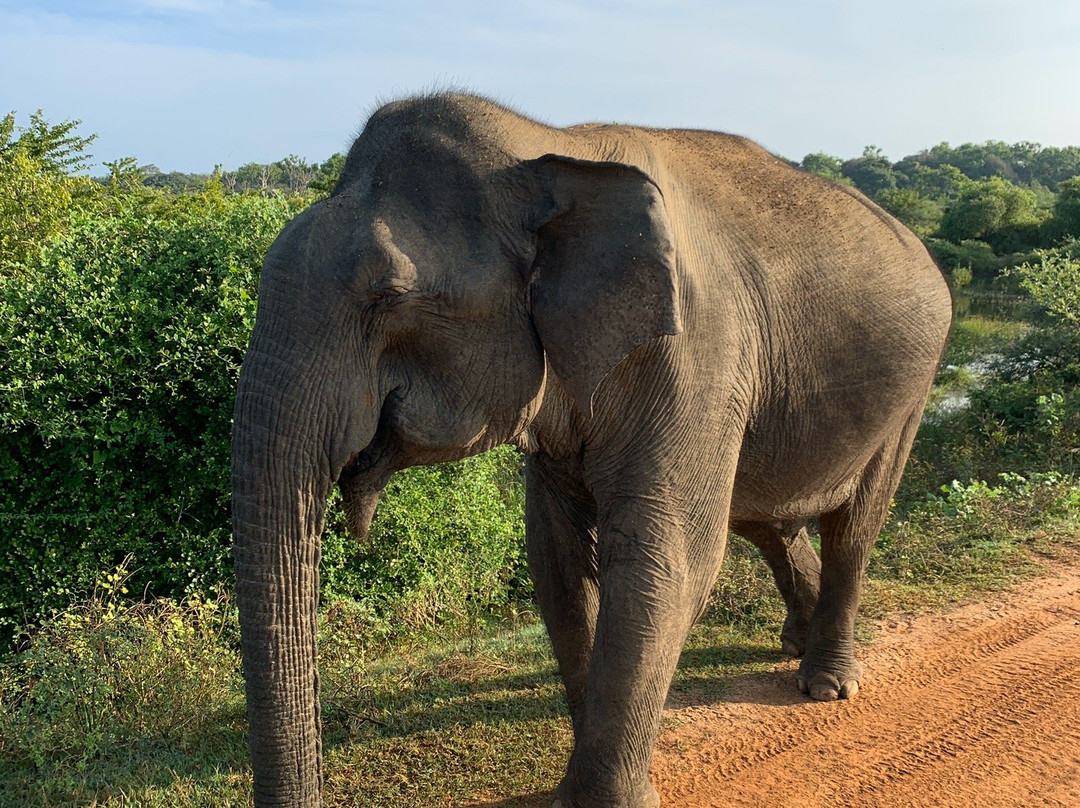 Bigcat Safari Yala-雅拉国家公园必去景点