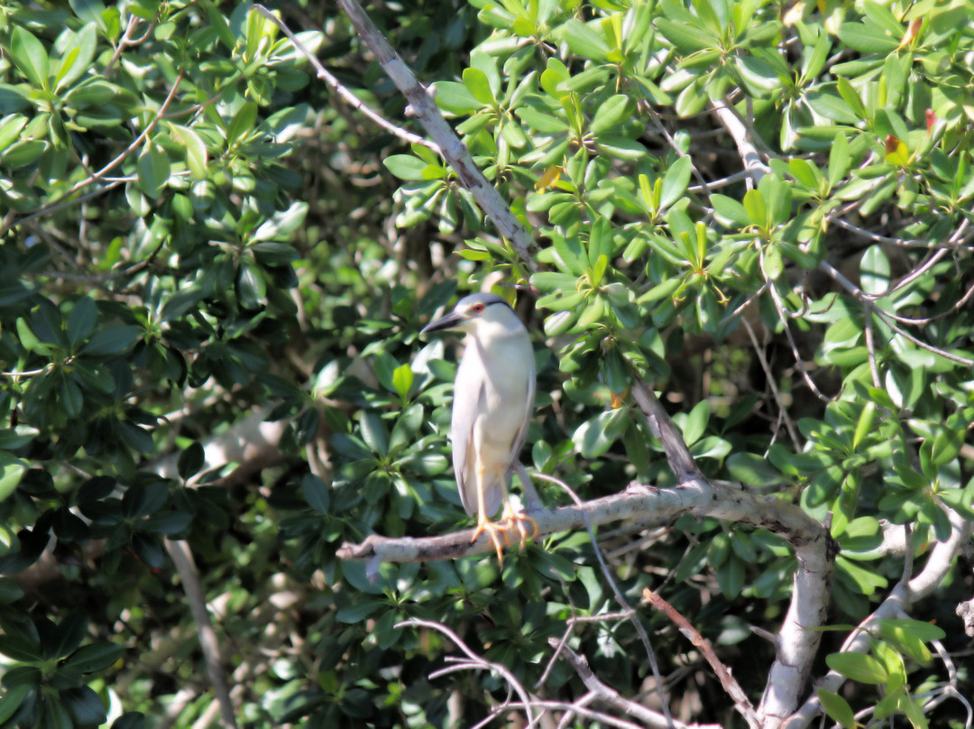 Jamaica Shore Expeditions-蒙特戈贝必去景点