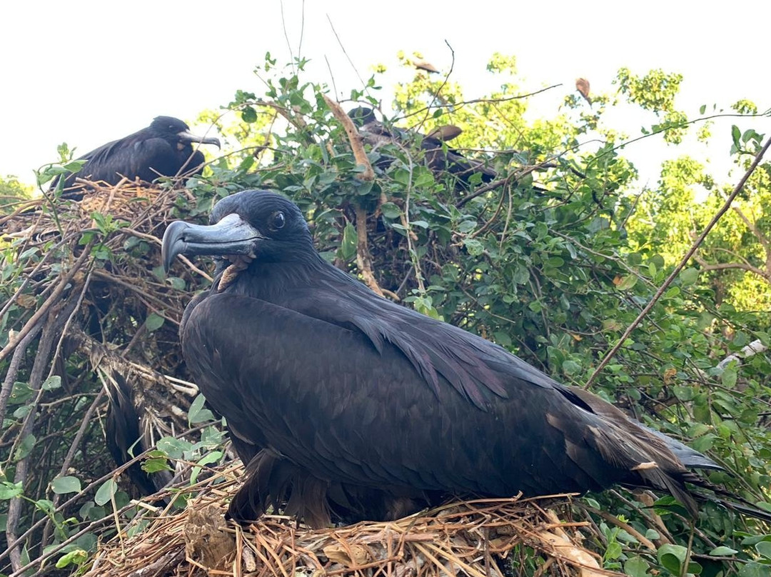 Isla Isabel-San Blas必去景点