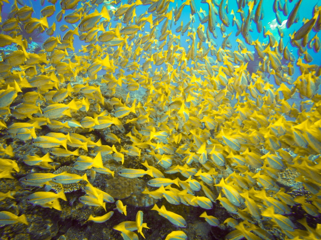 Deep Blue Dive Seafari景点图片