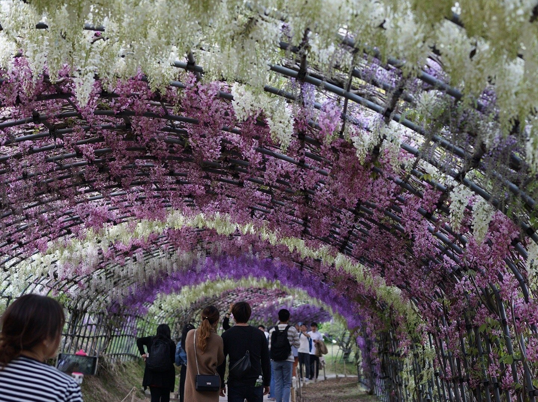 北九州市河内藤园 紫藤赏花景点图片