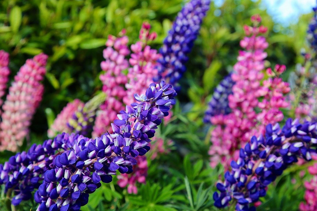 蒂卡波高地主图