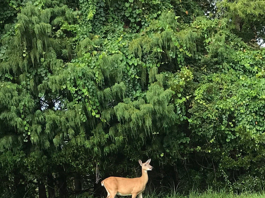 The Groves Golf and Country Club-Land O Lakes必去景点
